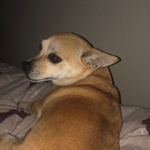 Meet your Posher, James